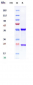 Anti-IL-33 Reference Antibody (itepekimab)