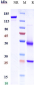 Anti-CXCR5 / CD185 Reference Antibody (SAR113244)