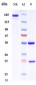 Anti-LAMP1 / CD107a Reference Antibody ( SAR428926)