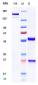 Anti-TROP2 Reference Antibody (Sacituzumab govitecan)