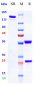 Anti-TNFSF5 / CD40L / CD154 Reference Antibody (ruplizumab)