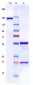 Anti-Sphingosine-1-phosphate Reference Antibody (sonepcizumab)