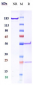 Anti-IGF1R / CD221 Reference Antibody (robatumumab)