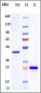 Anti-HTRA1 Reference Antibody (Galegenimab)