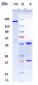 Anti-TNFSF12 / TWEAK Reference Antibody (RO5458640)