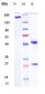 Anti-Tau Reference Antibody (semorinemab)