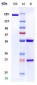 Anti-P-Selectin / CD62p Reference Antibody (inclacumab)