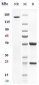 Anti-Integrin a4b7 (ITGA4 & ITGB7) Reference Antibody (etrolizumab)