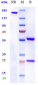 Anti-TNFSF1 / TNFb/ LT alpha Reference Antibody (pateclizumab)