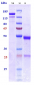 Anti-Tau Reference Antibody (bepranemab)