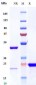 Anti-VEGF Reference Antibody (BioMab patent anti-VEGF)