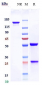 Anti-TNFRSF4 / OX40 / CD134 Reference Antibody (revdofilimab)