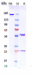 Anti-PDCD1 / PD-1 / CD279 Reference Antibody (retifanlimab)