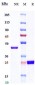 Anti-glycoprotein (GP) Iib / IIIa Reference Antibody (Abciximab)  