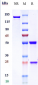 Anti-IL-6Ra / CD126 Reference Antibody (sarilumab)