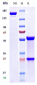 Anti-GFRA3 Reference Antibody (nadecnemab)