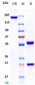 Anti-LAG3 / CD223 Reference Antibody (fianlimab)