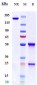 Anti-GDF8 / Myostatin Reference Antibody (trevogrumab)