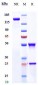 Anti-LEPR / CD295 Reference Antibody (mibavademab)