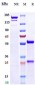 Anti-EBOV Reference Antibody (Atoltivimab)