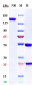 Anti-ERBB2 / HER2 / CD340 Reference Antibody (disitamab vedotin)