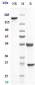 Anti-Integrin aL / ITGAL / CD11a Reference Antibody (efalizumab)