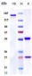 Anti-CDH6 / K-Cadherin Reference Antibody (DS-6000a)