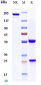 Anti-VEGF Reference Antibody (BioMab patent anti-VEGF)