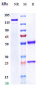Anti-ERBB1 / EGFR / HER1 Reference Antibody (Laprituximab emtansine)