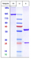 Anti-PDCD1 / PD-1 / CD279 Reference Antibody (iparomlimab)