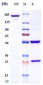 Anti-Alpha-synuclein Reference Antibody (prasinezumab)