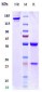 Anti-IFNa1 Reference Antibody (rontalizumab)