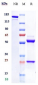 Anti-FceR2 / CD23 Reference Antibody (lumiliximab)