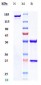 Anti-TNFSF11 / RANKL / CD254 Reference Antibody (denosumab)