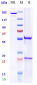 Anti-TNFRSF5 / CD40 Reference Antibody (ravagalimab)