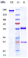 Anti-ERBB1 / EGFR / HER1 Reference Antibody (SerclutamAb)