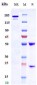 Anti-LRRC15 / LIB Reference Antibody (samrotamab)