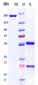 Anti-ERBB1 / EGFR / HER1 Reference Antibody (losatuxizumAb)