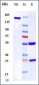 Anti-CCR4 / CD194 Reference Antibody (mogamulizumab)