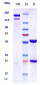 Anti-NGF / bNGF Reference Antibody (Frunevetmab)