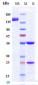 Anti-ACVRL1 / ALK-1 Reference Antibody (ascrinvacumab)