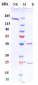 Anti-PDCD1 / PD-1 / CD279 Reference Antibody (sasanlimab)