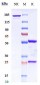 Anti-PTK7 / CCK4 Reference Antibody (cofetuzumab)