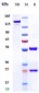 Anti-IL-13 Reference Antibody (anrukinzumab)