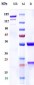 Anti-CDH3 / P-cadherin Reference Antibody (PF-03732010)