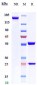 Anti-MADCAM1 Reference Antibody (ontamalimab)