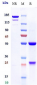 Anti-IL-7Ra / CD127 Reference Antibody (PF-06342674)