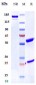 Anti-TNFRSF12A / TWEAKR / CD266 Reference Antibody (enavatuzumab)