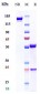 Anti-SLAMF7 / CS1 Reference Antibody (elotuzumab)