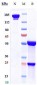 Anti-RSV-F Reference Antibody (palivizumab)